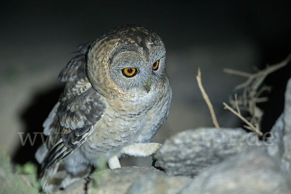 Fahlkauz (Strix hadorami)