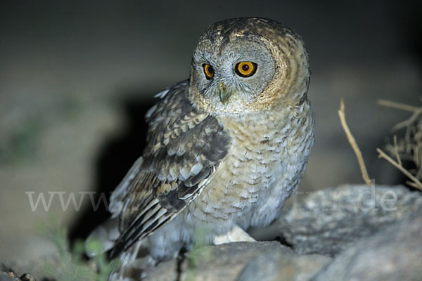 Fahlkauz (Strix hadorami)