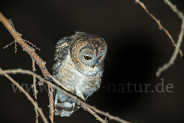 Fahlkauz (Strix hadorami)