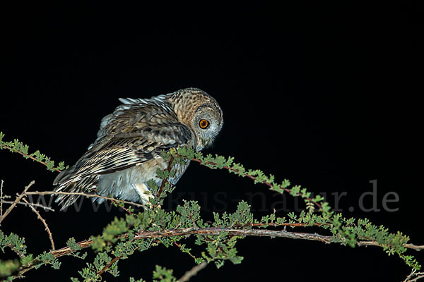 Fahlkauz (Strix hadorami)