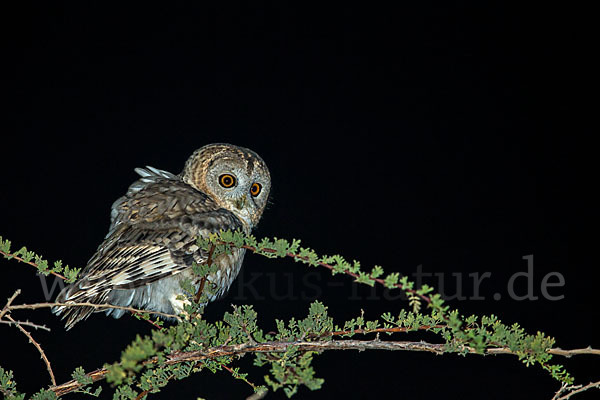 Fahlkauz (Strix hadorami)