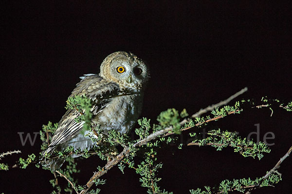 Fahlkauz (Strix hadorami)