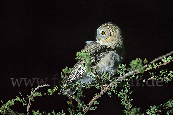 Fahlkauz (Strix hadorami)