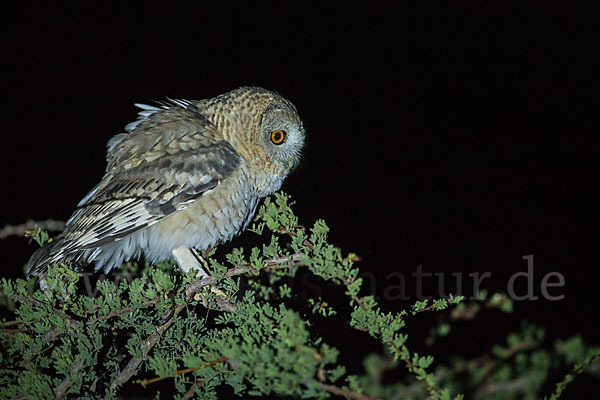 Fahlkauz (Strix hadorami)