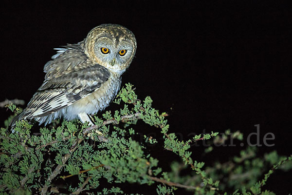 Fahlkauz (Strix hadorami)