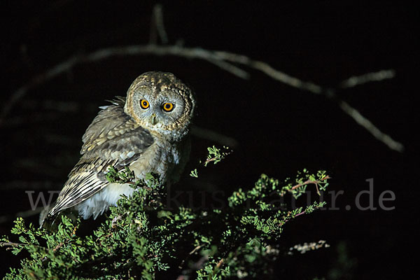 Fahlkauz (Strix hadorami)