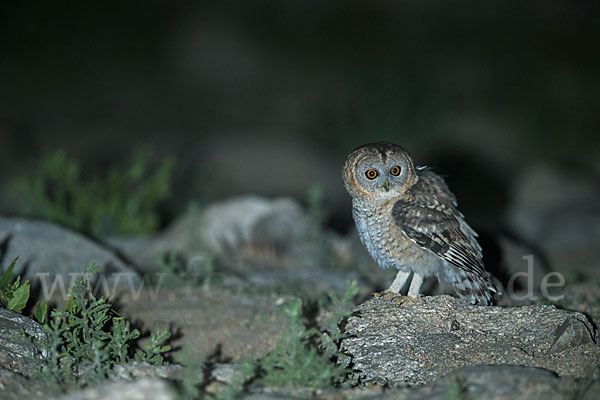 Fahlkauz (Strix hadorami)