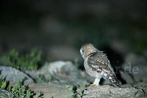 Fahlkauz (Strix hadorami)