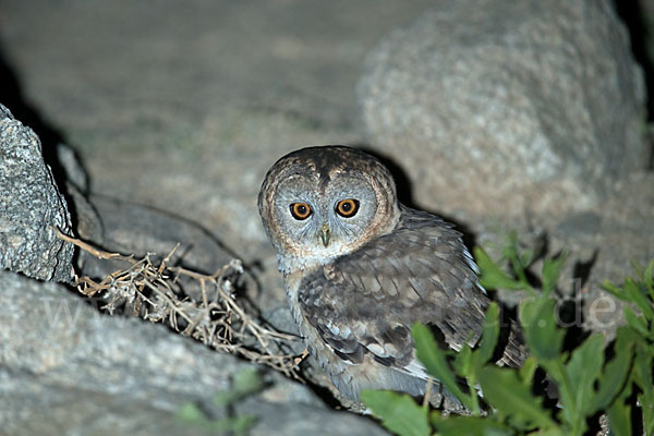 Fahlkauz (Strix hadorami)