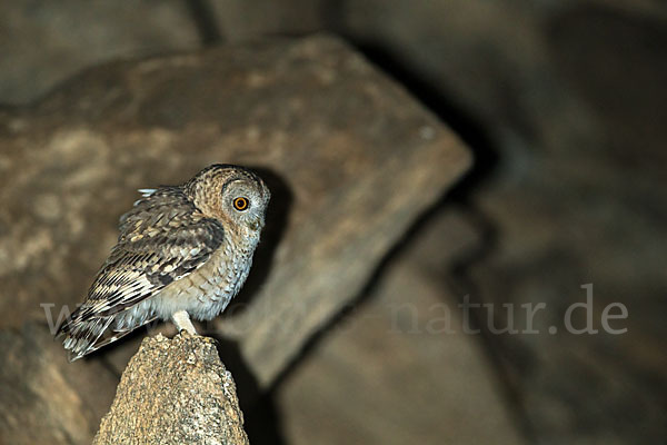 Fahlkauz (Strix hadorami)