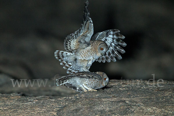 Fahlkauz (Strix hadorami)