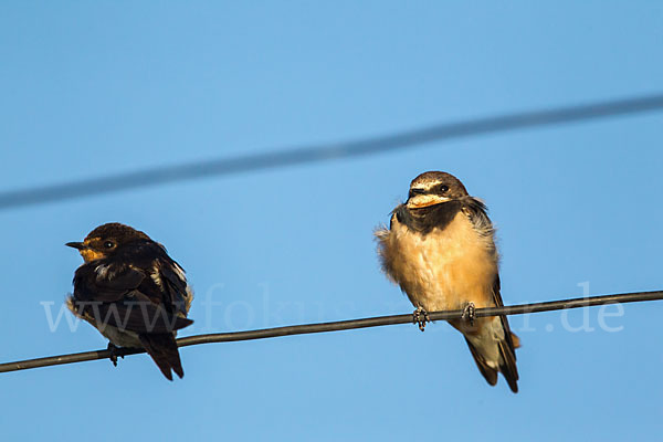 Fahlkehlschwalbe (Hirundo aethiopica)