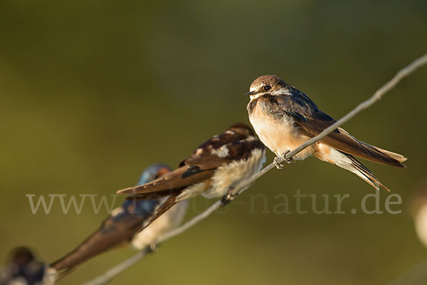 Fahlkehlschwalbe (Hirundo aethiopica)