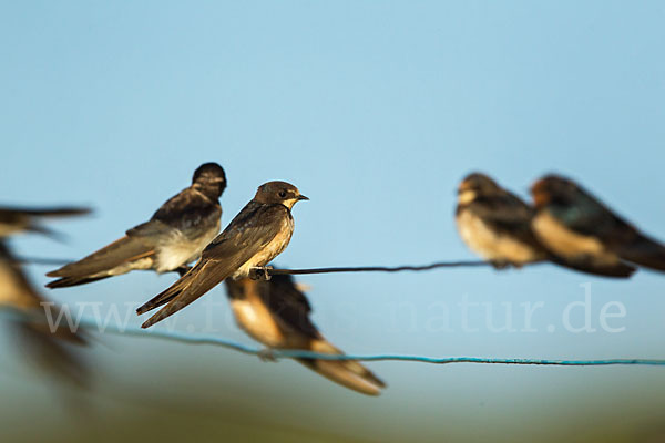 Fahlkehlschwalbe (Hirundo aethiopica)