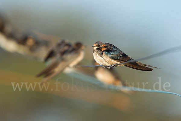 Fahlkehlschwalbe (Hirundo aethiopica)