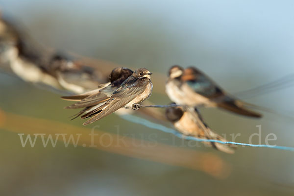 Fahlkehlschwalbe (Hirundo aethiopica)