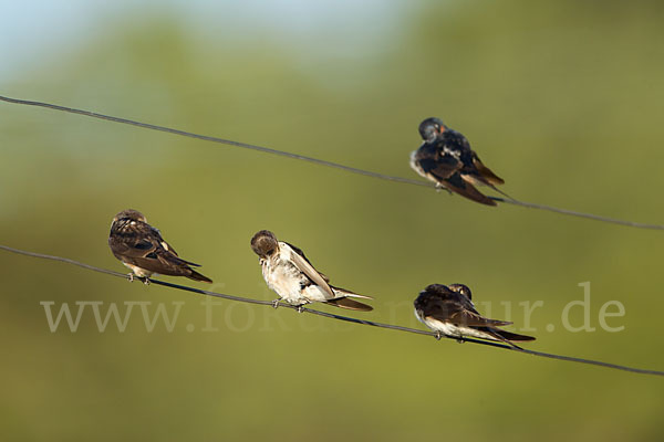 Fahlkehlschwalbe (Hirundo aethiopica)