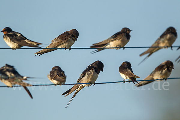 Fahlkehlschwalbe (Hirundo aethiopica)