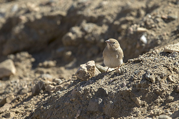 Fahlsperling (Carpospiza brachydactyla)