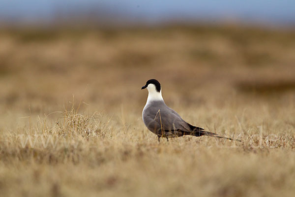 Falkenraubmöwe (Stercorarius longicaudus)