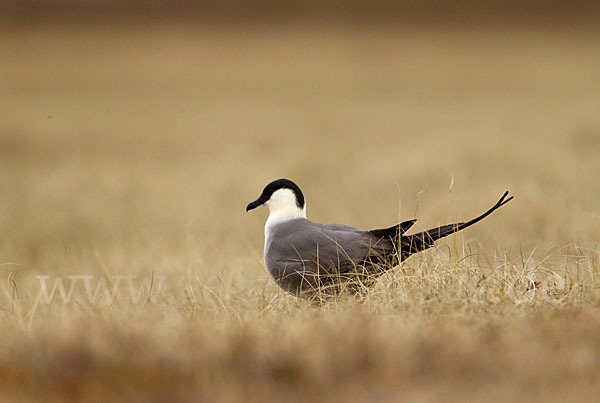 Falkenraubmöwe (Stercorarius longicaudus)