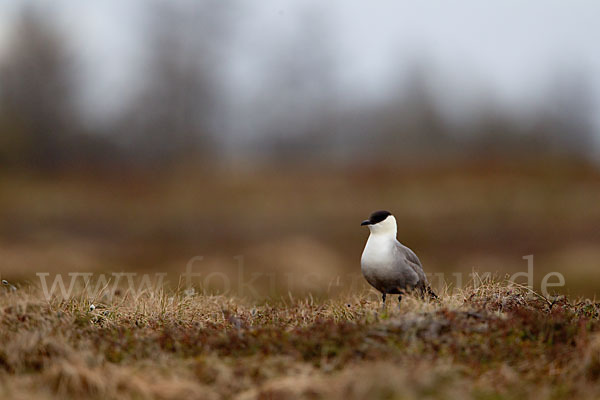 Falkenraubmöwe (Stercorarius longicaudus)