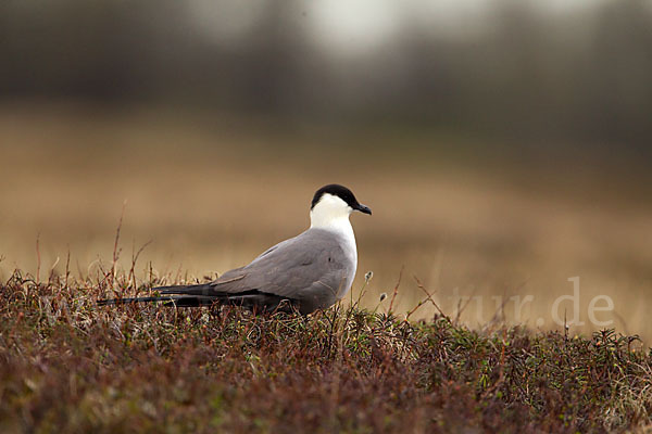 Falkenraubmöwe (Stercorarius longicaudus)