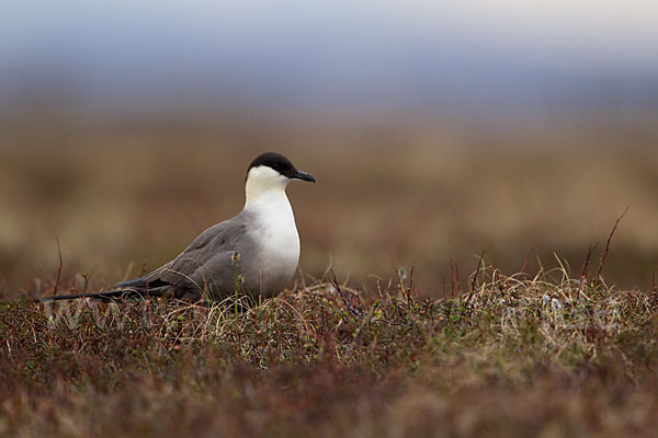 Falkenraubmöwe (Stercorarius longicaudus)