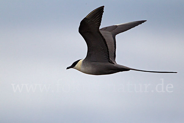 Falkenraubmöwe (Stercorarius longicaudus)