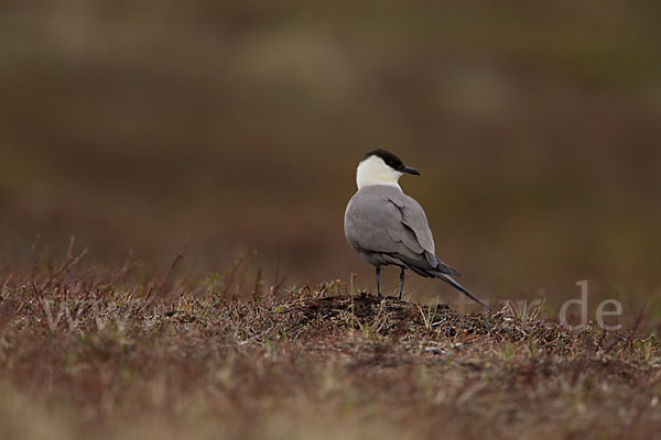 Falkenraubmöwe (Stercorarius longicaudus)