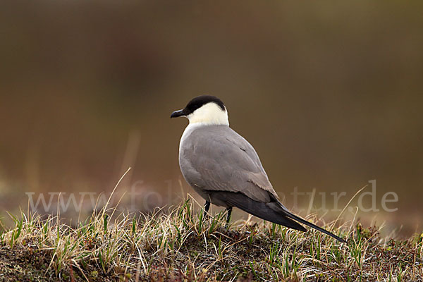 Falkenraubmöwe (Stercorarius longicaudus)