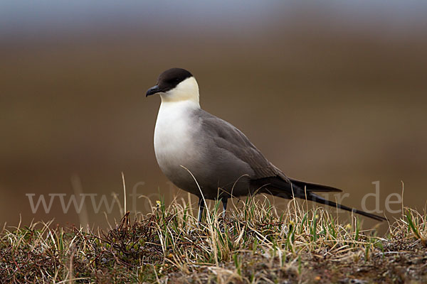 Falkenraubmöwe (Stercorarius longicaudus)