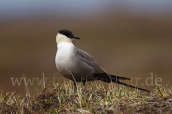 Falkenraubmöwe (Stercorarius longicaudus)