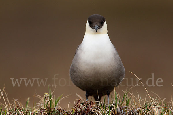 Falkenraubmöwe (Stercorarius longicaudus)