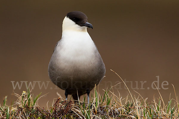 Falkenraubmöwe (Stercorarius longicaudus)