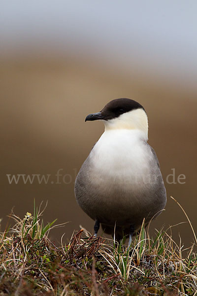 Falkenraubmöwe (Stercorarius longicaudus)