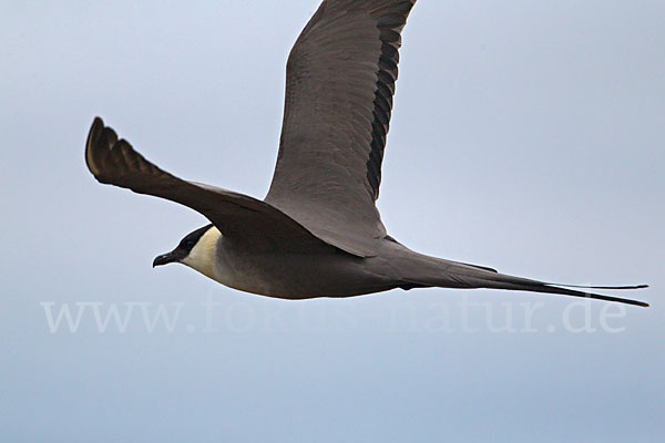 Falkenraubmöwe (Stercorarius longicaudus)