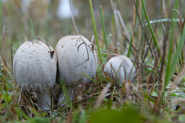 Faltentintling (Coprinus atramentarius)