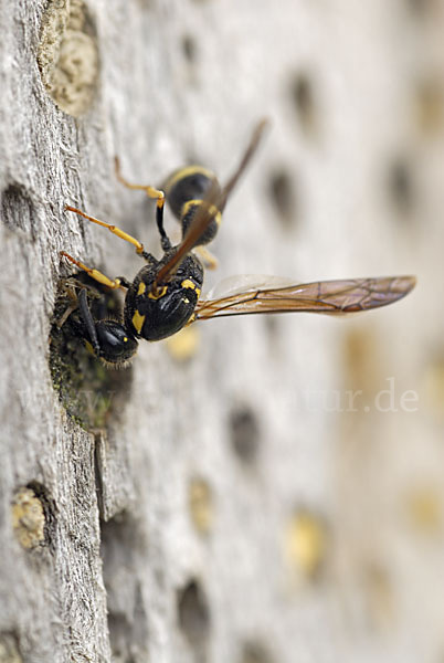 Faltenwespe spec. (Ancistrocerus trifasciatus)