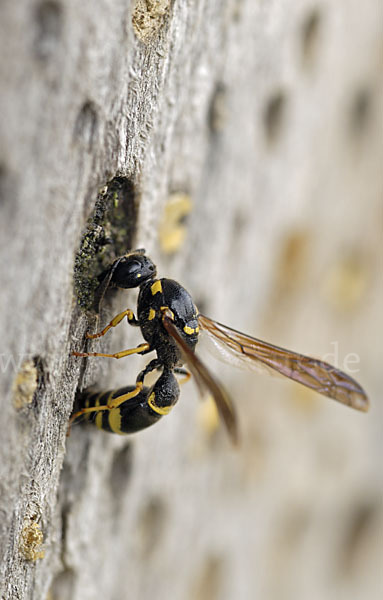 Faltenwespe spec. (Ancistrocerus trifasciatus)