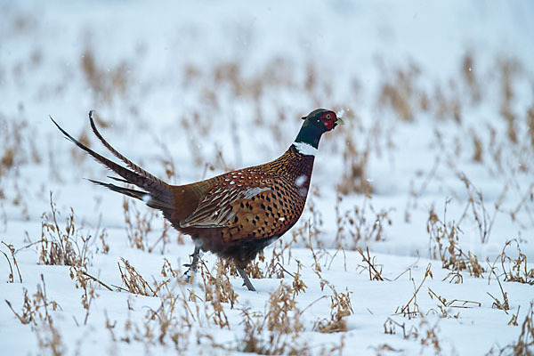 Fasan (Phasianus colchicus)