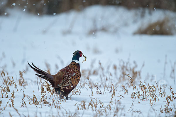 Fasan (Phasianus colchicus)