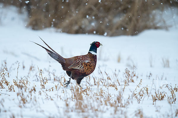 Fasan (Phasianus colchicus)