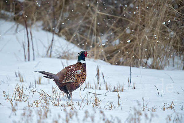 Fasan (Phasianus colchicus)