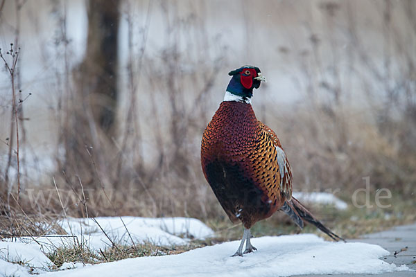 Fasan (Phasianus colchicus)