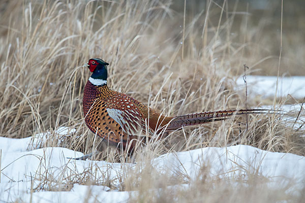 Fasan (Phasianus colchicus)