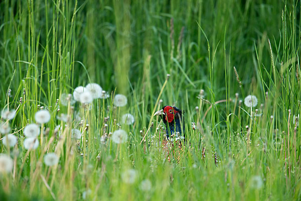 Fasan (Phasianus colchicus)