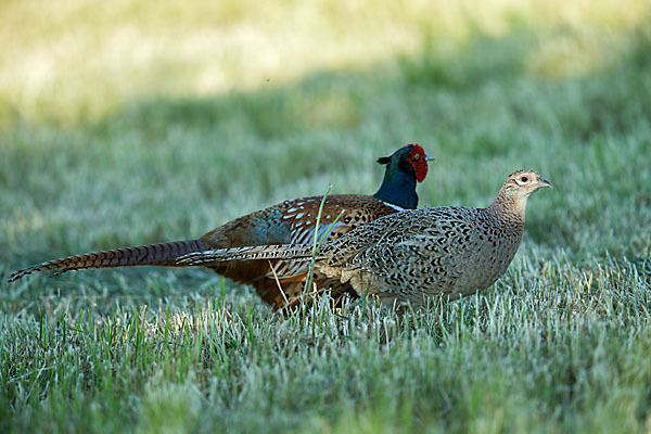 Fasan (Phasianus colchicus)