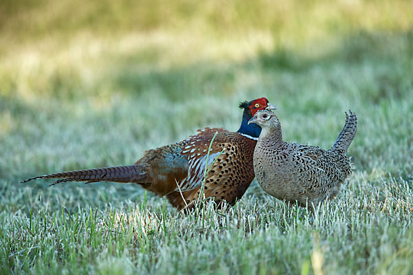 Fasan (Phasianus colchicus)