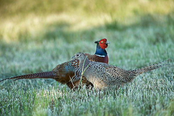 Fasan (Phasianus colchicus)